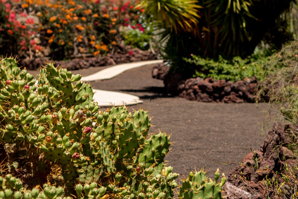 Low-maintenance Dallas desert landscape with succulents, colorful drought plants, and decorative stonework